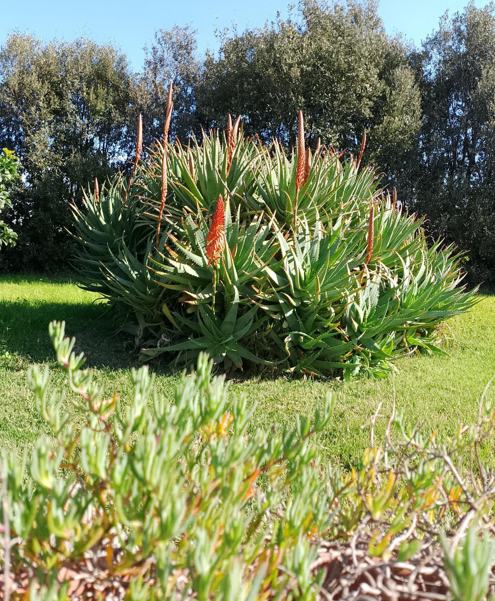 CuccuruAio' B&B Siamaggiore Esterno foto